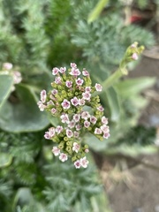 Valeriana carnosa