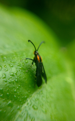 Sesiidae