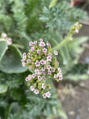 Valeriana carnosa