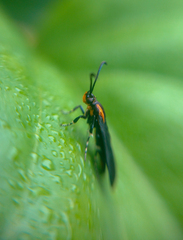 Sesiidae