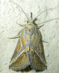Zekelita leucodonta