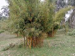 Bambusa vulgaris