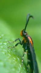 Sesiidae