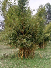 Bambusa vulgaris