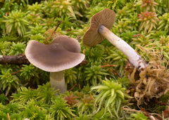 Cortinarius kauffmanianus