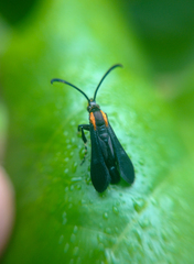 Sesiidae