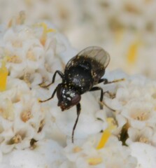 Milichiidae
