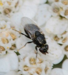 Milichiidae