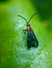 Sesiidae