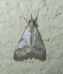 Autocharis jacobsalis