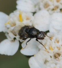 Milichiidae