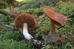Cortinarius armeniacus