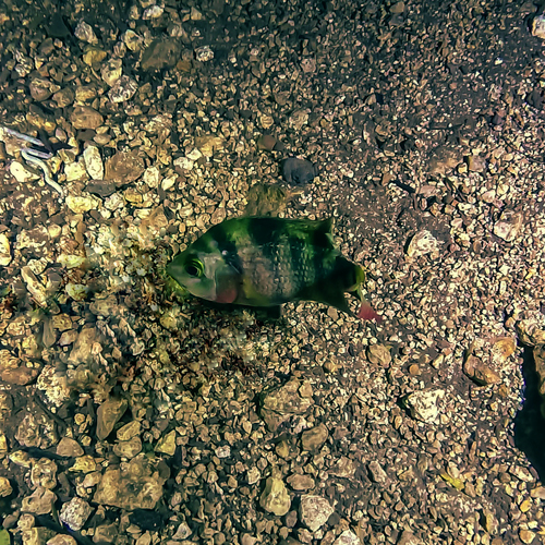 Mojarra del sureste