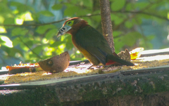 Selenidera maculirostris