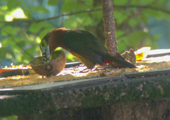 Selenidera maculirostris