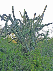 Cereus stenogonus