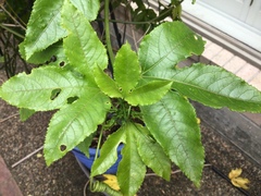 Passiflora edulis
