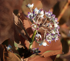 Calotropis procera