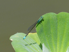 Pseudagrion nubicum