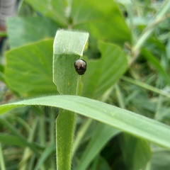 Brachyplatys subaeneus