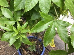 Passiflora edulis