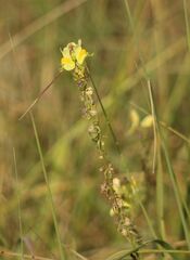 Linaria vulgaris