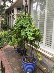Passiflora edulis