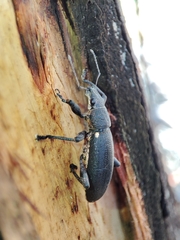 Brachyderes lusitanicus