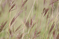 Bothriochloa ischaemum