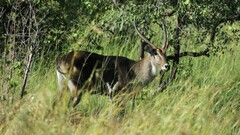 Kobus ellipsiprymnus defassa