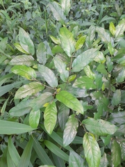 Piper tuberculatum