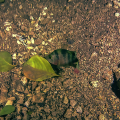 Mayaheros urophthalmus