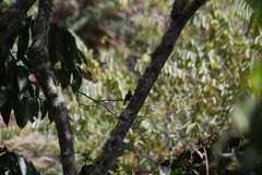 Contopus fumigatus