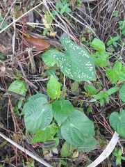 Caladium bicolor