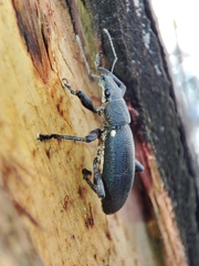 Brachyderes lusitanicus