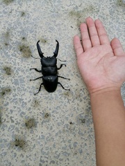 Serrognathus titanus platymelus