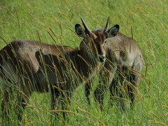 Kobus ellipsiprymnus defassa