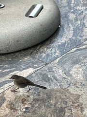 Motacilla capensis capensis