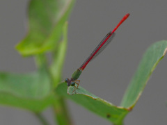Ceriagrion corallinum