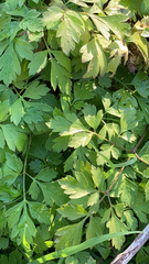 Petroselinum crispum