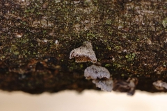 Resupinatus trichotis