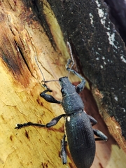 Brachyderes lusitanicus