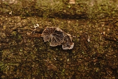 Resupinatus trichotis