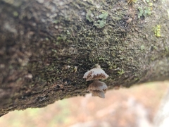 Resupinatus trichotis