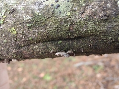 Resupinatus trichotis