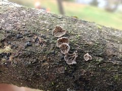 Resupinatus trichotis