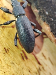 Brachyderes lusitanicus