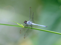 Chalcostephia flavifrons