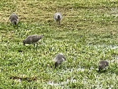 Calidris canutus