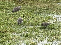 Calidris canutus
